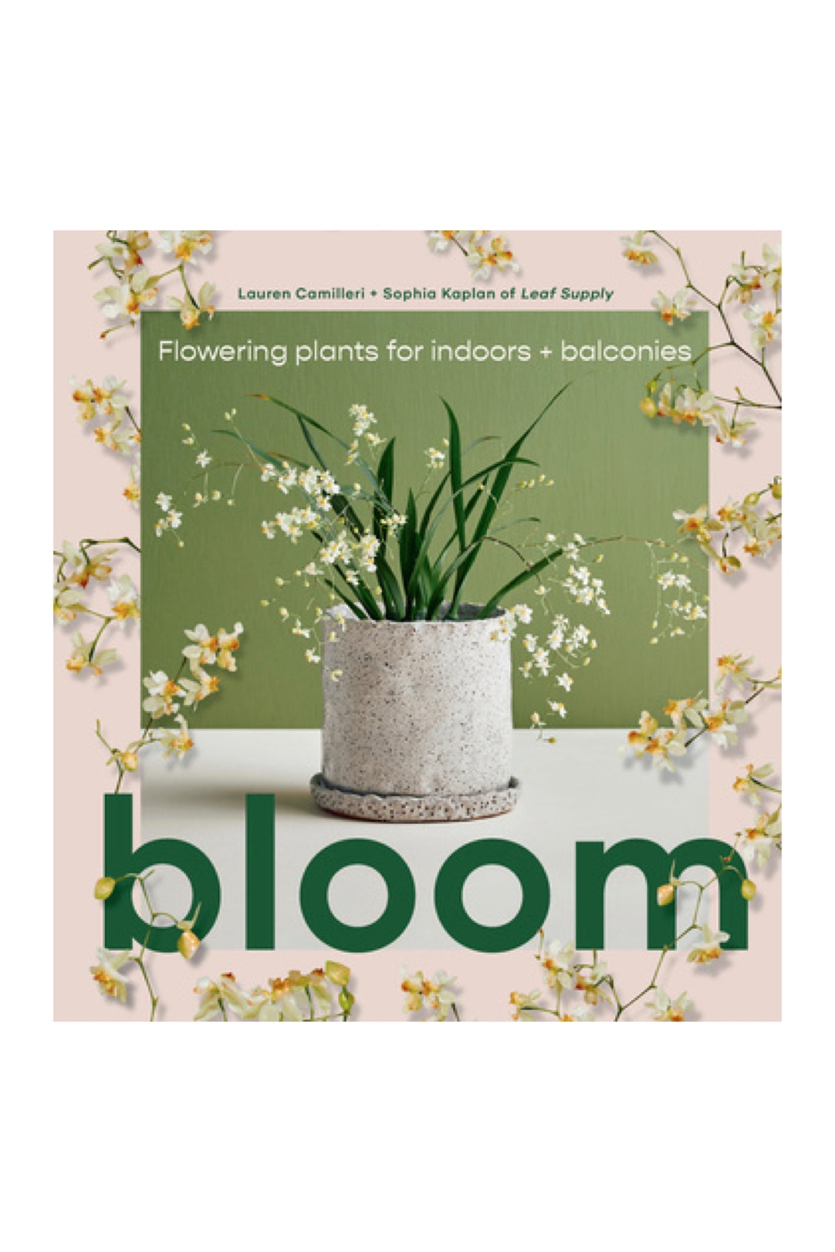 Bloom Flowering Plants For Indoors And Balconies